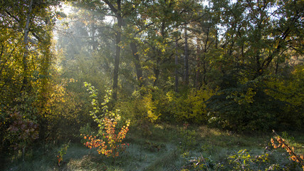 Morning freshness in a beautiful autumn face, a ray of sunshine passes through the branches of redays at dawn