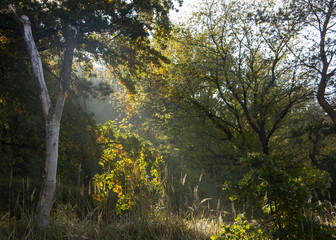 Morning freshness in a beautiful autumn face, a ray of sunshine passes through the branches of redays at dawn