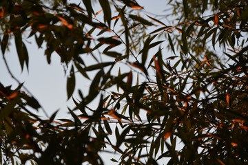 the rays of the setting sun on the leaves