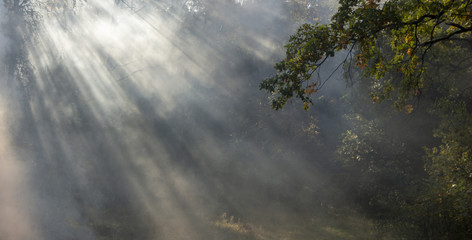 Morning freshness in a beautiful autumn face, a ray of sunshine passes through the branches of redays at dawn