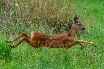 fallow deer in the grass