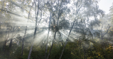 Morning freshness in a beautiful autumn face, a ray of sunshine passes through the branches of...
