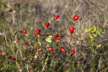 The red berries of rose hips in the autumn in the field, the collection of medicinal plants on a Sunny day