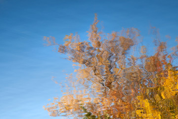 Abstract background: reflection of the autumn deciduous tree in the pond. Blue sky and yellow leaves reflecting in a lake. Water ripples