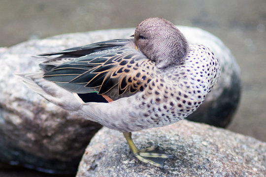 Portrait Of A Silver Teal Duck