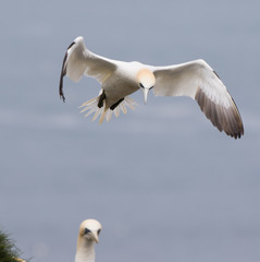Northern Gannet (Morus bassanus) In Flight Landing
