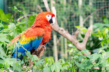 Portrait of an Scarlet Macaw staring at camera
