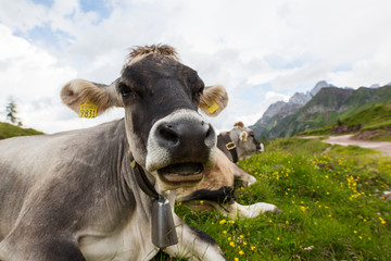 Cow in the italian alps © Dave Marzotto