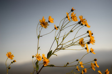 Flowers on the meadow, late summer, bokeh, northern Croatia, Mediterranean