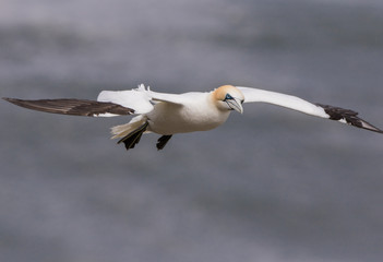 Northern Gannet (Morus bassanus) In Flight