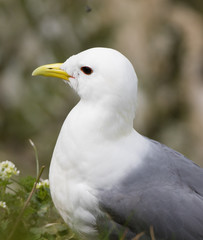 Kittiwake Closeup