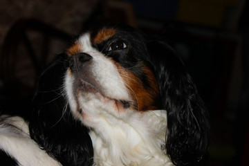 portrait of a dog (cavalier king charles spaniel)