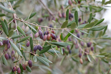 Ripe olives on olive tree branch close up. Autumn harvesting in Mediterranean groves