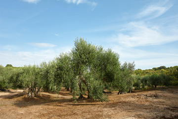 Mediterranean olive trees grove. Olive farm, autumn harvesting.