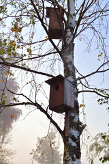 Birdhouses on a tree