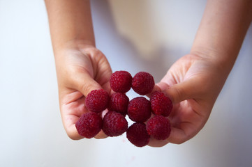 Raspberries on the fingers of a child
