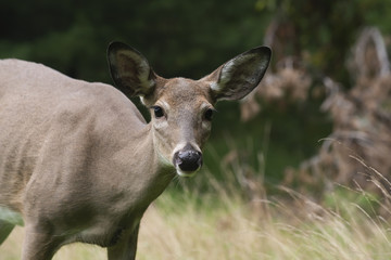 Deer Standing in Forest