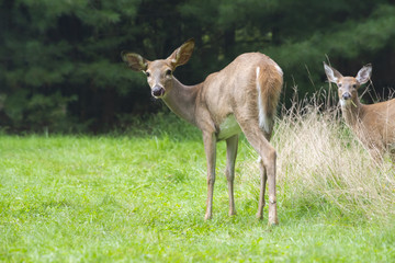 Doe with Young Fawn