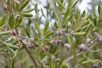 Ripe olives on olive tree branch close up. Autumn harvesting in Mediterranean groves