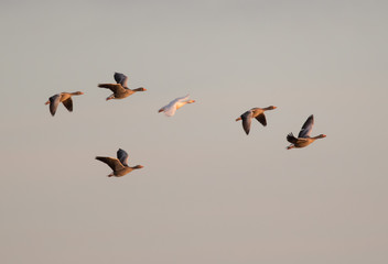 Greylags and Blonde