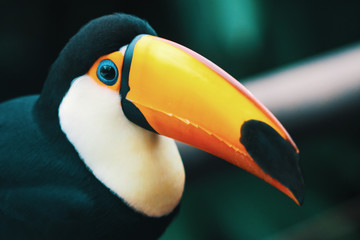Fototapeta premium Colorful Toco Toucan bird looking at camera