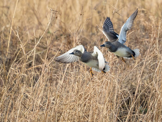 Gadwall in Flight