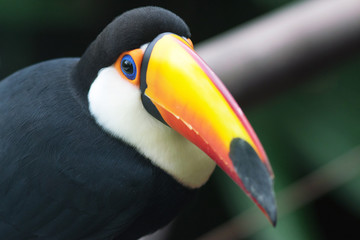 Naklejka premium Colorful Toco Toucan bird looking at camera