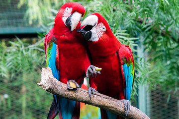 Couple of Scarlet Macaw