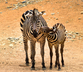 Fototapeta na wymiar Family zebra in park