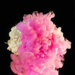 pink ink smoke  around a hydrangea flower on a black background
