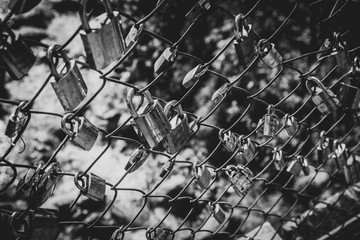 Love Padlocks On A Fence In Black & White