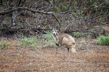 South Australia – outback wilderness with a common wallaroo in front of trees and bush