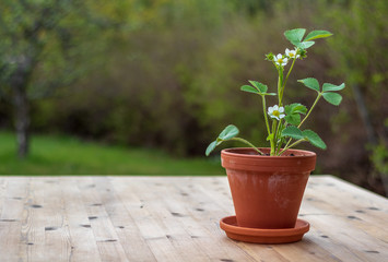Strawberry plant in a pot on a wooden table