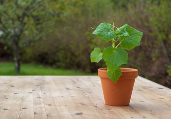 Cucumber in a pot on a wooden table