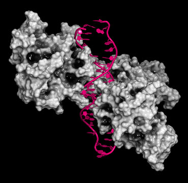 NF-kB (nuclear factor kappa-light-chain-enhancer of activated B cells) protein complex. 3D rendering, cartoon representation (DNA) combined with semi-transparent surfaces (protein).