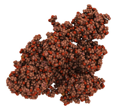 Plasminogen plasmin precursor protein. Plasmin is an enzyme responsible for the breakdown of fibrin (fibrinolysis). 3D rendering, atoms are represented as color-coded spheres.