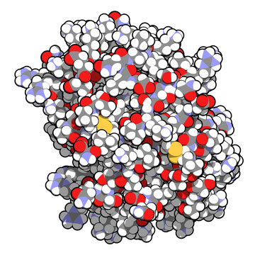 Platelet factor 4 (PF-4) chemokine protein. 3D rendering, atoms are represented as spheres with conventional color coding.