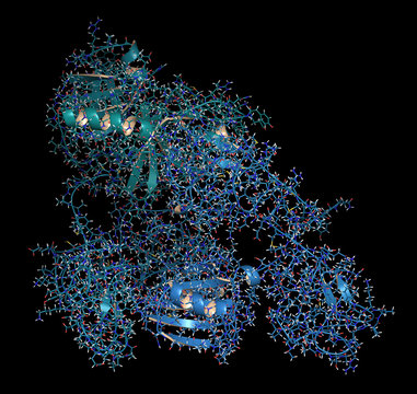 Plasminogen plasmin precursor protein. Plasmin is an enzyme responsible for the breakdown of fibrin (fibrinolysis). 3D rendering, cartoon + line representation. N-to-C gradient coloring.