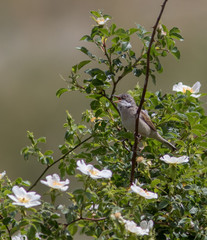 Whitethroat