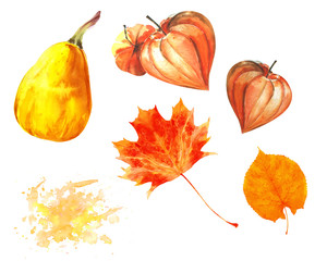 Watercolor thanksgiving set with isolated pumpkin,  maple leaves and physalis. Could be used for postcards, invitations, price tags, decoration purposes.