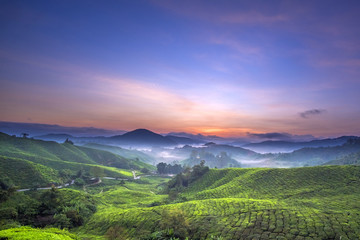 Beautiful View of Cameron Highland Tea Plantation during Sunrise.Visible Noise,Blur When View At Full Resolution