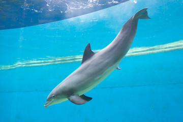Fototapeta premium Dolphin
