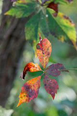 sunlight shining through colorful autumn leaves