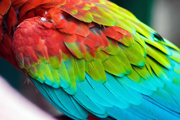 Obraz premium Colorful feathers of a Scarlet Macaw