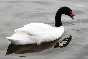Black-Necked Swan Swimming In Lake