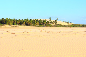 Landscape with dunes, palmtrees and clear blue sky, like an oasis on a desert. Jericoacoara, Ceará, Brazil