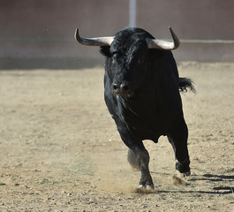 big bull in spain