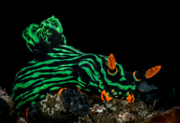 Bunte Nacktschnecke beim Tauchen auf den Philippinen