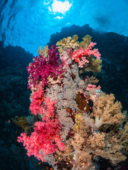 Naklejka na ściany i meble Buntes Korallenriff im Roten Meer