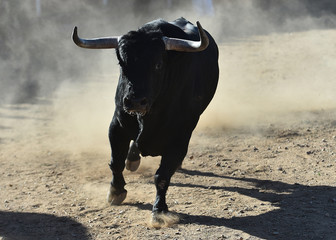 big bull in spain